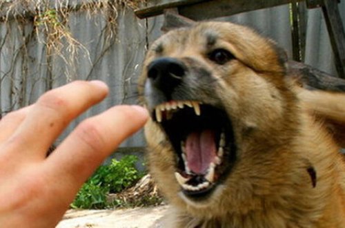 Azərbaycanda 2 nəfər quduzluqdan ÖLDÜ - RƏSMİ