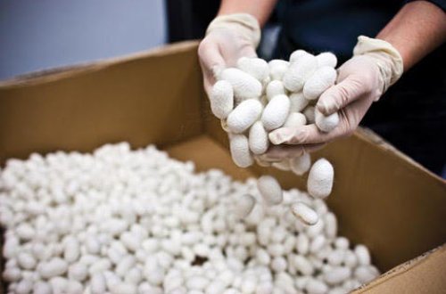 Азербайджан закупил в Китае грены высокопродуктивного тутового шелкопряда (ФОТО)