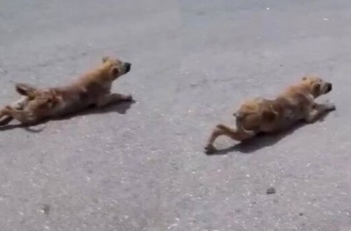 İtin şikəst olduğunu sandı, bir neçə dəqiqə sonra gördüklərindən təəccübləndi - VİDEO