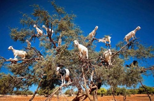 Популярная достопримечательность оказалась подделкой - ФОТО
