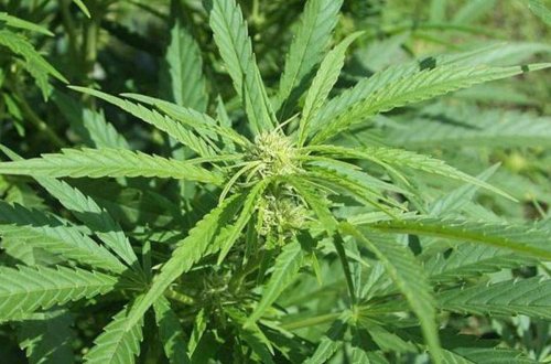 Balakəndə qadının evində narkotik vasitələr aşkarlanıb