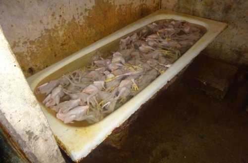 Satılan toyuqlardan bəzilərinin saxlanıldığı yer: natəmiz vanna, çirkli su - FOTO