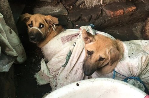 Dəhşətli görüntülər ÜZƏ ÇIXDI: İtlərin boğazını kəsib torbalara doldurur və... - FOTOLAR