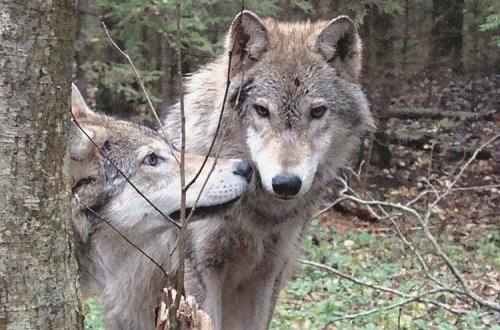 Нападение волков в Азербайджане, растерзаны десятки овец