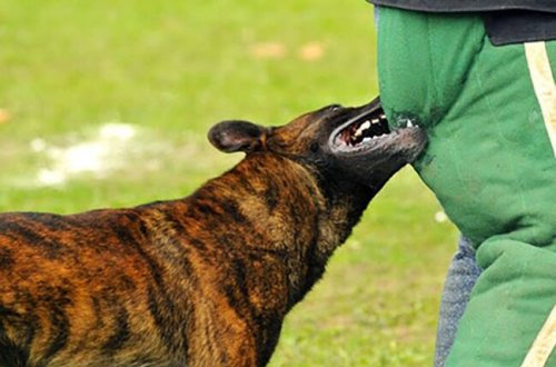 Azərbaycanda daha iki nəfəri it dişlədi