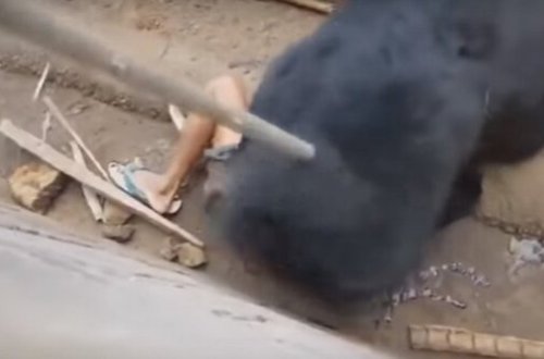 Ayı qəfəsə girən oğlanı belə parçaladı - ÜRƏYİ ZƏİF OLANLAR BAXMASIN (+18 fotolar)