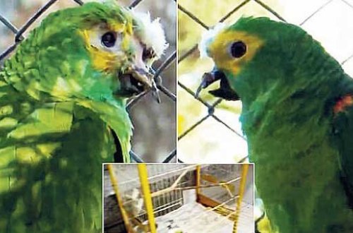 Narkotik satıcısı ilə birlikdə yaşayan tutuquşunun başına gələnlər hər kəsi şok etdi - FOTO