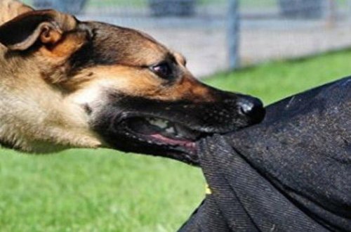 Ucarda 11 yaşlı oğlanı it dişləyib