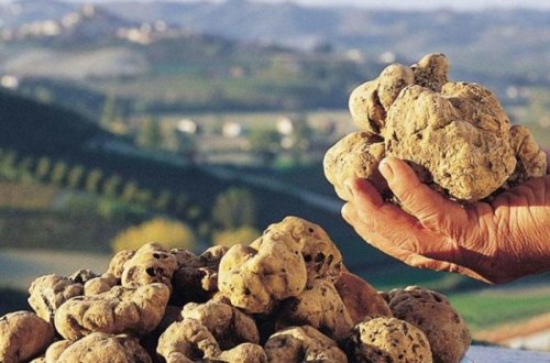 Şahların yeməyi DOMBALAN - Ən bahalı göbələkdən RESEPT