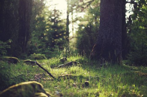 Azərbaycanda meşələr yanğından bu üsulla mühafizə olunacaq
