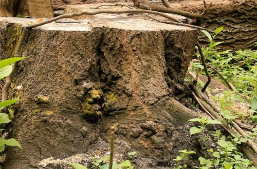 В Баку за ночь было срублено 130 деревьев – ВИДЕО