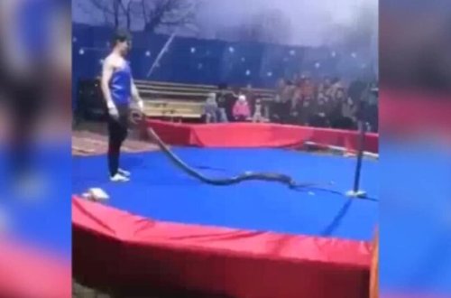 Sirkdə faciə: ilan gənci tamaşaçıların gözü qarşısında boğdu - VİDEO