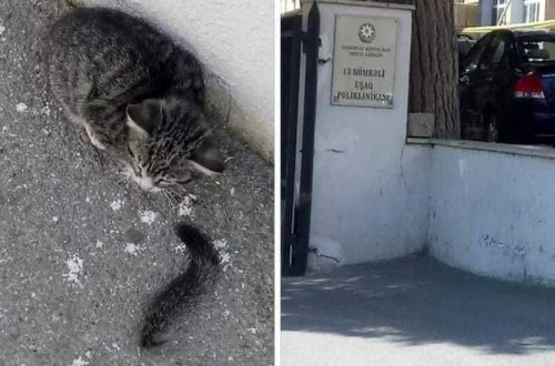 Quyruğu kəsilmiş pişik xilas edildi – YENİLƏNİB + FOTO/VİDEO