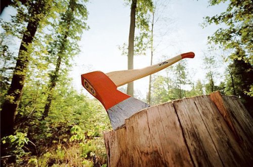 Nazirlikdən bir gecədə kəsilən 100-dən çox ağacla bağlı - AÇIQLAMA