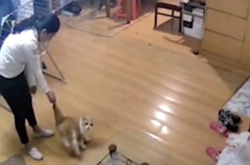 Bu görüntülər hər kəsi dəhşətə gətirir - Qadın pişiyə işgəncə verdi - VİDEO