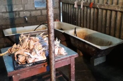 Bu xəbərdən sonra bir daha toyuq yeməyəcəksiniz - İyrənc görüntülər - foto