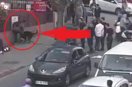 Yaralı itə NARKOZ VERDİLƏR: Görün nə baş verdi - VİDEO