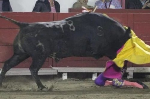 500 kiloqramlıq öküz qadın matadoru əzişdirdi – Video