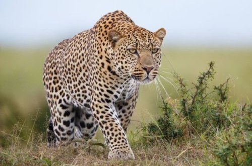 Hindistanda bəbir kişini parçaladı