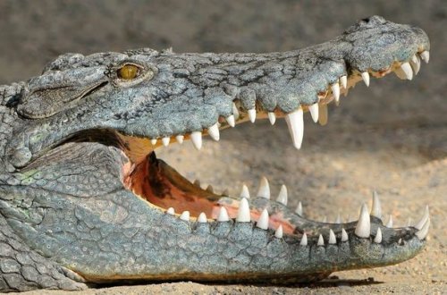 Keniyada iki nəfəri timsah parçaladı - FOTO