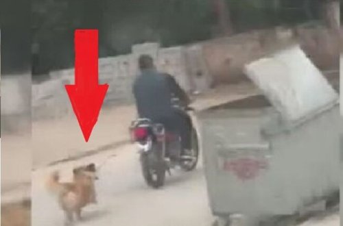 Vəhşiliyin beləsi GÖRÜLMƏYİB: İti motosikletə bağladı və...- VİDEO