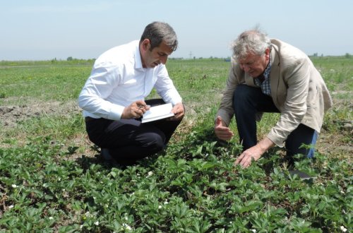 AZƏRBAYCANDA İNGİLTƏRƏDƏN GƏTİRİLƏN MƏHSULDAR, İXRACYÖNÜMLÜ GİLƏMEYVƏ SORTLARI BECƏRİLƏCƏK