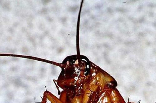 Prezidentin üzərinə tribunada iri tarakan çıxdı - FOTO/VİDEO