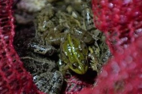 Bu qurbağaların bir kiloqramı 17 manata satılır - fotolar