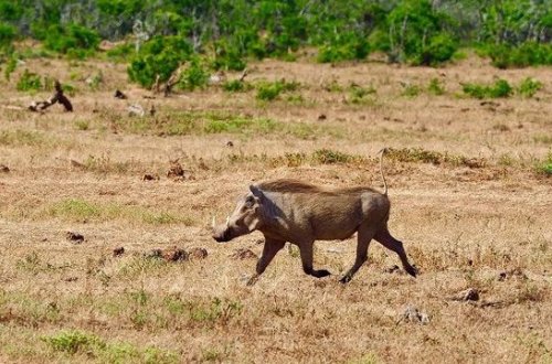 Ловкий кабан увернулся от семи львов - ВИДЕО