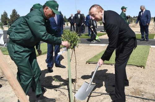 İlham Əliyev xanımı ilə ağacəkmə aksiyasında