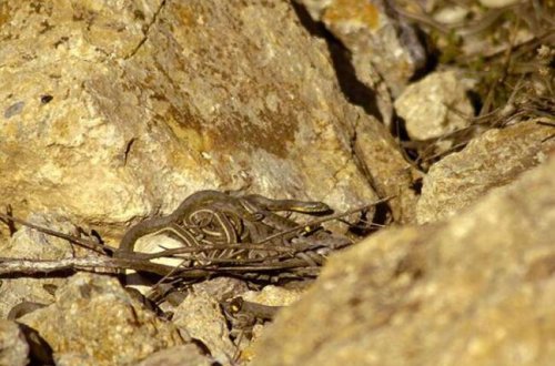 Müəllim gördüyü mənzərədən ŞOKA düşdü- İlanlar.../FOTO
