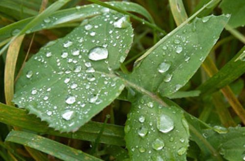 Bakıda yağış yağacaq, temperatur aşağı düşəcək - Həftə sonunun HAVAsı