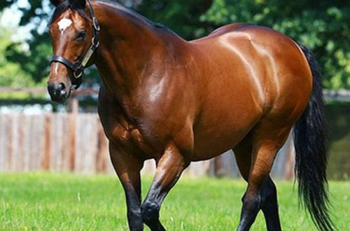 Dünyanın ən bahalı atı - 110 milyon avro