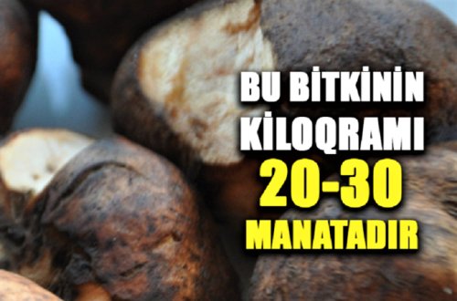Azərbaycanda bitən bu bitkinin Avropada 1 kilosu 200 avroya satılır - VİDEO