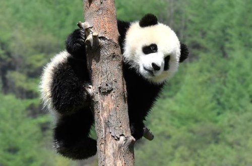 Alimlər yeni panda növü aşkarladı - FOTO