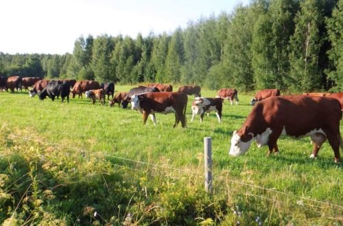 В Кыргызстане появилось удобрение, исключающее полив и восстанавливающее пастбище