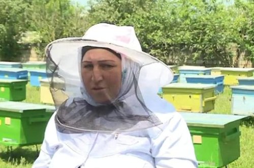 Qadın arıçı: Ana arı ailənin şahıdırsa, niyə arıçılar yalnız kişilər olmalıdır? - VİDEO