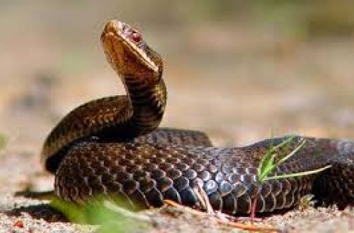 Əhaliyə ilanlarla bağlı vacib XƏBƏRDARLIQ!