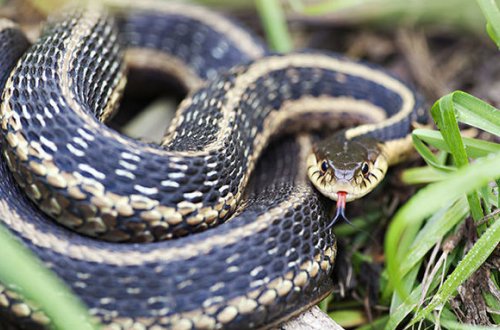 Азербайджанцев предупредили о змеях