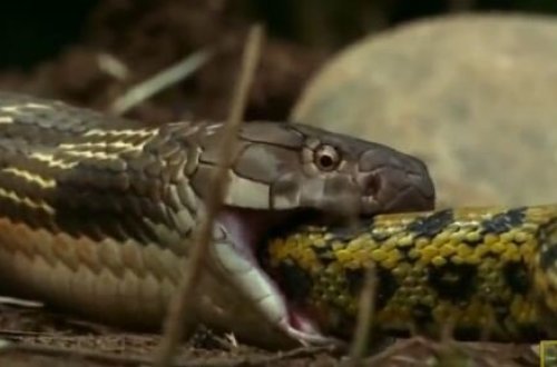 Qorxunc görüntü! İlan digər ilanı diri-diri uddu - video