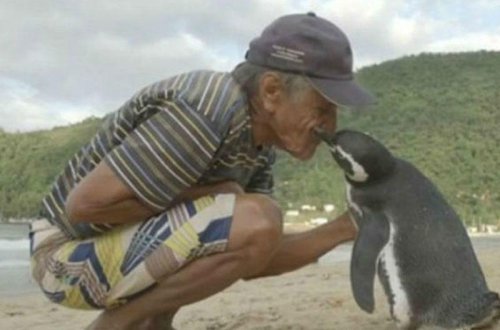 Pinqvin hər il 8 min kilometr məsafə qət edir, xilaskarı ilə görüşür - FOTO