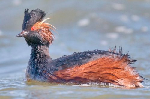 Adı dəyişdirilən quş danışdı: 