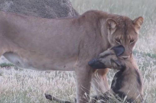 Vəhşi it özünü ölülüyə vurdu, aslanın əlindən qurtuldu - VİDEO