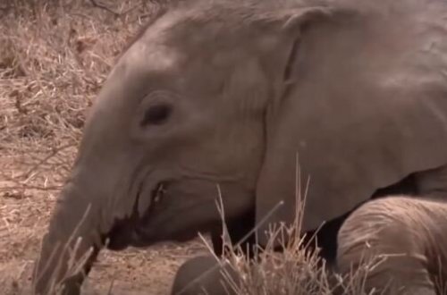 İnanılmaz görüntü! İlan nəhəng fili öldürdü - video