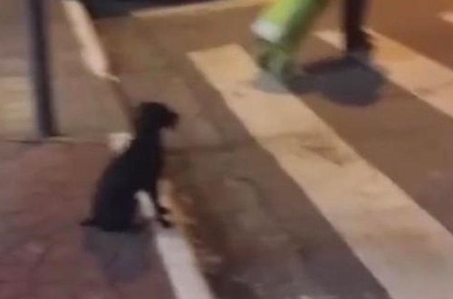 Piyada yolu qırmızıda keçdi, it yaşıl işıq yanana qədər gözlədi - VİDEO