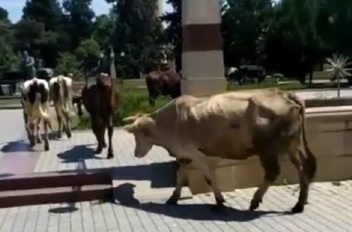 İcra Hakimiyyətinin yanında inəklər otlayır: “İstiqlal” parkında biabırçı mənzərə (FOTOLAR)