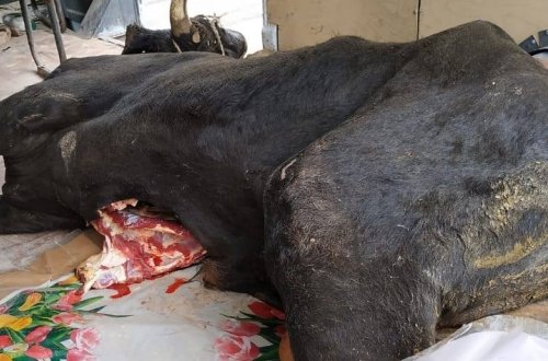 İyrənc görüntülər – Ölü heyvanı satmaq istədilər – FOTO