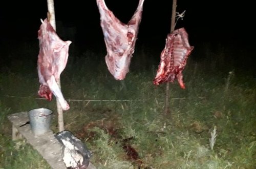 Ölmüş vəziyyətdə kəsilən heyvan cəmdəyi aşkarlandı - FOTO