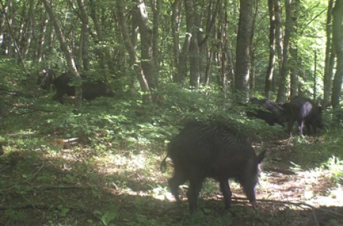 В Азербайджане начаты работы по созданию первого в стране биосферного заповедника