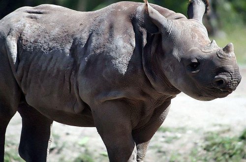 ABŞ-da nadir qara kərgədan dünyaya gəlib